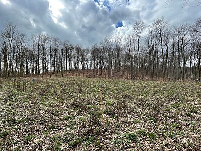 Das Bild zeigt eine Lichtung im Wald. Der Boden ist mit Grün bedeckt. Am linken Bildrand steckt eine Reihe von Holzstöcken im Boden, die am oberen Ende entweder grün oder blau eingefärbt sind. Im Hintergrund stehen Bäume. 