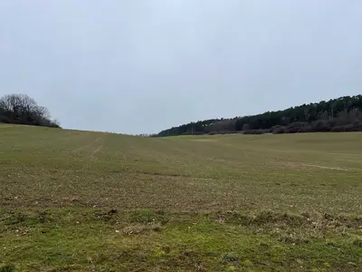 Eine grüne Wiese, am Horizont sind ein paar Bäume zu sehen