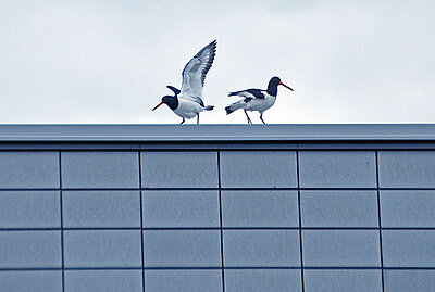 Austernfischer auf dem Dach des BGE-Gebäudes